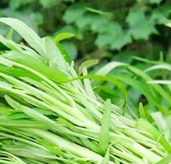 White-Stem Water Spinach Seeds (Ipomoea aquatica) – 白梗柳叶空心菜 – Heat-Tolerant | Fast-Growing | 40 Seeds | No Ship to Restricted States