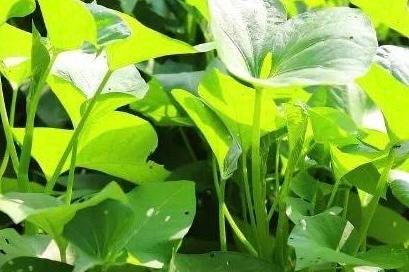 White Stem Water Spinach Seeds – 白杆大叶空心菜种子 – Tender Stems | Heat-Tolerant | 40 Seeds | No Shipping to Restricted States