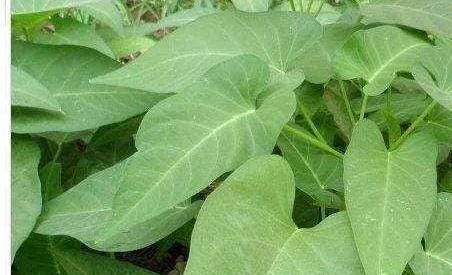 Jiangxi Broadleaf Water Spinach Seeds – 江西大叶空心菜种子 – Heat-Tolerant | Tender Stems | 40 Seeds | No Shipping to Restricted States