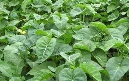 Jiangxi Broadleaf Water Spinach Seeds – 江西大叶空心菜种子 – Heat-Tolerant | Tender Stems | 40 Seeds | No Shipping to Restricted States