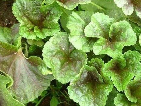 Purple Stem Tender Mustard Greens Seeds Nuomi Donghan Cai 糯米冬寒菜 – Cold Hardy Chinese Heirloom Vegetable – Hundreds of Seeds