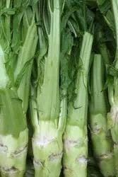 Huaye Bangcai Seeds – Crisp Chinese Leafy Stem Vegetable – Thousands of Seeds – Easy to Grow from Seedlings – Edible Leaves & Stems 花叶棒菜种子