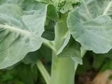 Chinese Kailan Seeds – White-Flowered Stem Broccoli – Crisp Round Stems – 1000+ Seeds | 鸡腿芥兰种子 白花粗茎 清脆圆润 高产多采