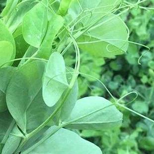 Tendril-less Snow Pea Shoots Seeds｜无须豌豆苗种子 – Edible Microgreens – No Trellis – 20 Seeds