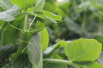Tendril-less Snow Pea Shoots Seeds｜无须豌豆苗种子 – Edible Microgreens – No Trellis – 20 Seeds