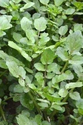 Watercress Seeds (Xi Yang Cai｜西洋菜 / Dou Ban Cai｜豆瓣菜) – Edible Leafy Green – Hydroponic & Soil – Hundreds of Seeds