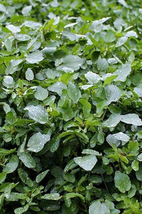Watercress Seeds (Xi Yang Cai｜西洋菜 / Dou Ban Cai｜豆瓣菜) – Edible Leafy Green – Hydroponic & Soil – Hundreds of Seeds