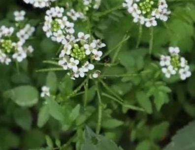 Watercress Seeds (Xi Yang Cai｜西洋菜 / Dou Ban Cai｜豆瓣菜) – Edible Leafy Green – Hydroponic & Soil – Hundreds of Seeds