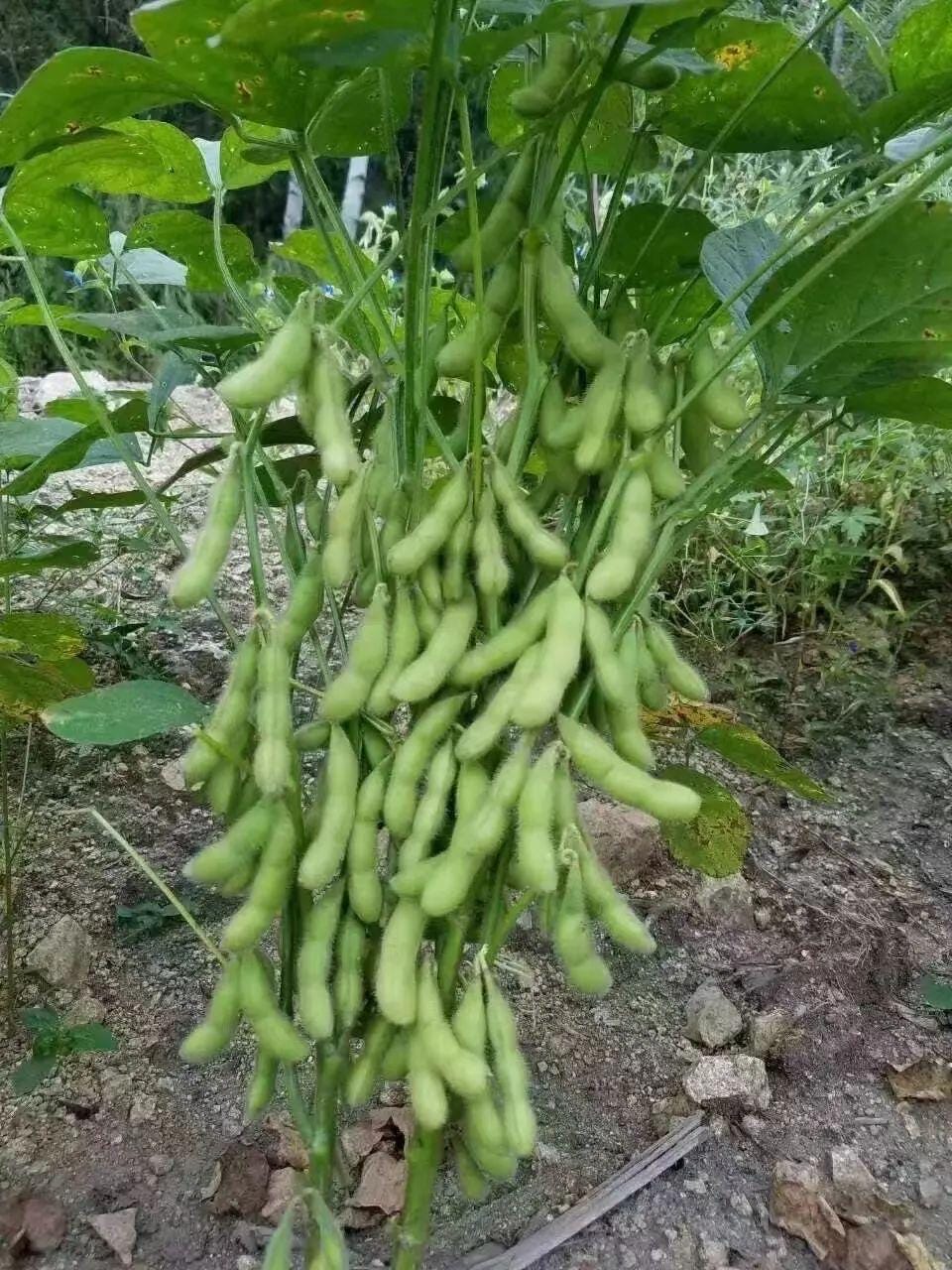 Edamame No. 3 Soybean Seeds – Non-GMO, Compact & High Yield Variety | 12 Seeds | 毛豆3号