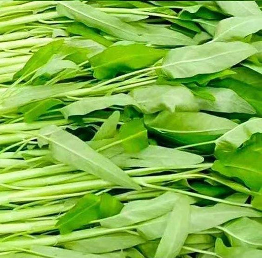 White-Stem Water Spinach Seeds (Ipomoea aquatica) – 白梗柳叶空心菜 – Heat-Tolerant | Fast-Growing | 40 Seeds | No Ship to Restricted States