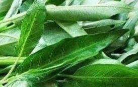 Jiangxi Broadleaf Water Spinach Seeds – 江西大叶空心菜种子 – Heat-Tolerant | Tender Stems | 40 Seeds | No Shipping to Restricted States