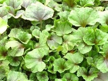 Purple Stem Tender Mustard Greens Seeds Nuomi Donghan Cai 糯米冬寒菜 – Cold Hardy Chinese Heirloom Vegetable – Hundreds of Seeds