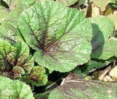 Purple Stem Tender Mustard Greens Seeds Nuomi Donghan Cai 糯米冬寒菜 – Cold Hardy Chinese Heirloom Vegetable – Hundreds of Seeds