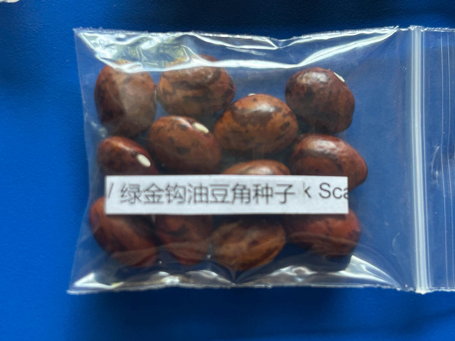 Green Golden Hook Scarlet Runner Bean Seeds / 绿金钩油豆角种子; High-Yield, Fast-Growing Climbing Bean with Tender, Crisp Pods, 12 Seeds