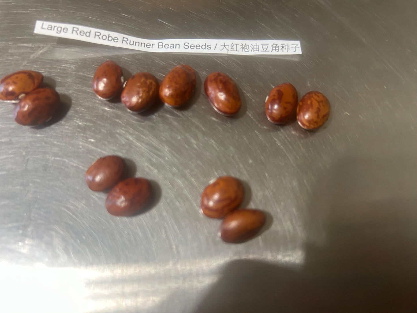 Large Red Robe Runner Bean Seeds / 大红袍油豆角种子; Vibrant Red-Streaked Pods, High-Yield Climbing Vine, 12 Seeds
