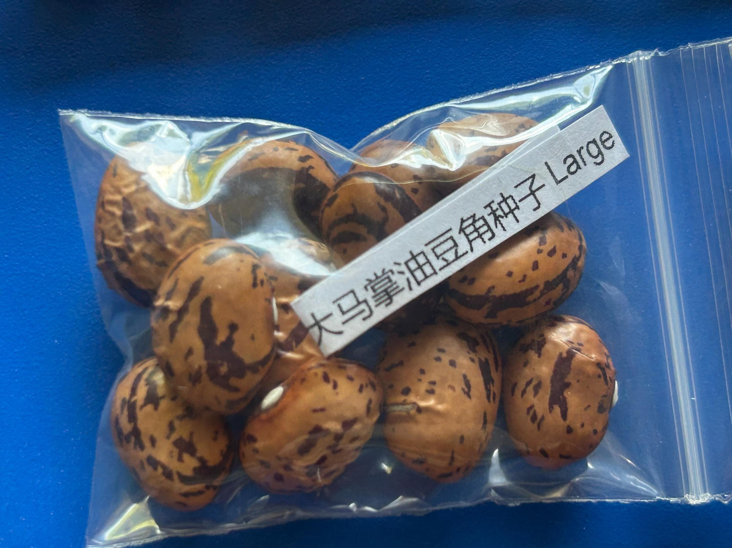 Large Horseshoe Runner Bean Seeds / 大马掌油豆角种子; Wide, Purple-Streaked Pods, High-Yield Climbing Vine, 12 Seeds