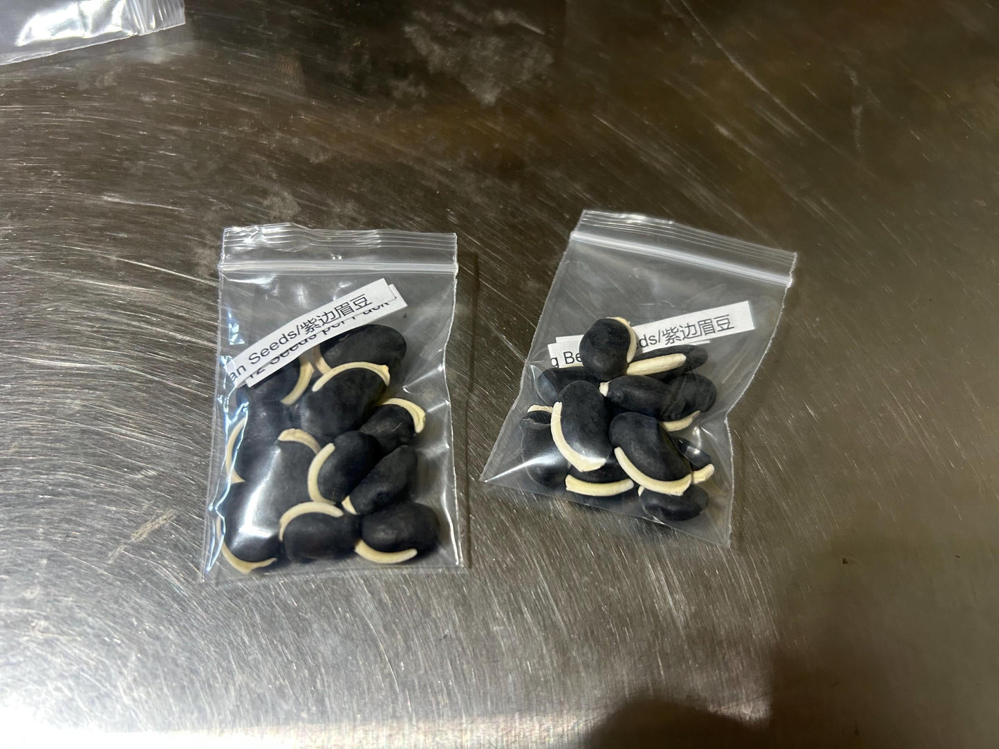 12 Seeds per Pack - Purple-Edge Mung Bean Seeds/紫边眉豆 - Non-GMO, Easy to Grow