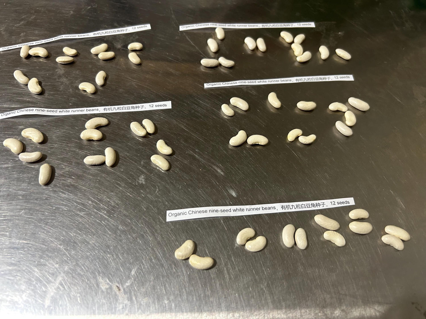 Organic Chinese nine-seed white runner beans，有机九粒白豆角种子，12 seeds