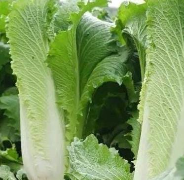 Tianjin Qingma Leaf Chinese Cabbage Seeds 天津青麻叶 Heirloom Asian Vegetable Straight-Headed Variety for Hotpot Stir-Fry Soup