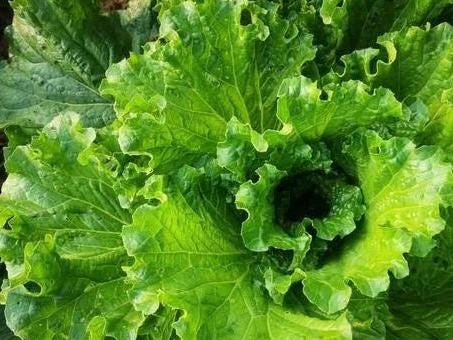 Tianjin Qingma Leaf Chinese Cabbage Seeds 天津青麻叶 Heirloom Asian Vegetable Straight-Headed Variety for Hotpot Stir-Fry Soup
