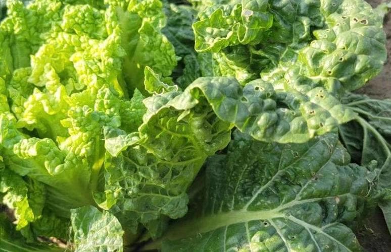 Tianjin Qingma Leaf Chinese Cabbage Seeds 天津青麻叶 Heirloom Asian Vegetable Straight-Headed Variety for Hotpot Stir-Fry Soup