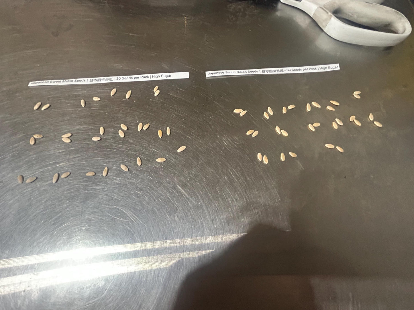 Japanese Sweet Melon Seeds｜日本甜宝香瓜 - 30 Seeds per Pack | High Sugar