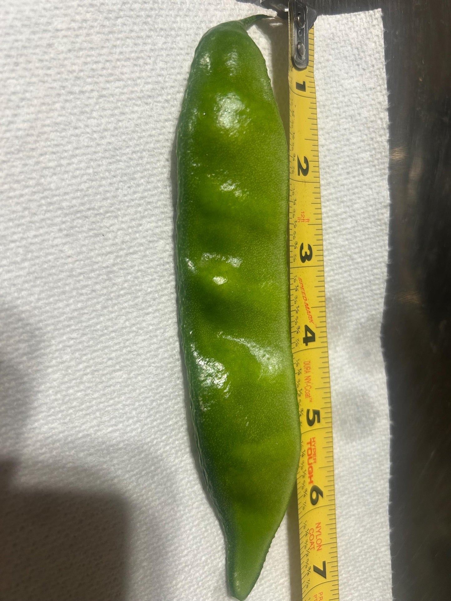 Certified Organic Green Hyacinth Bean Seeds / 青扁豆种子; High-Yield, Climbing Vine with Tender Green Pods and Beautiful Flowers, 12 Seeds