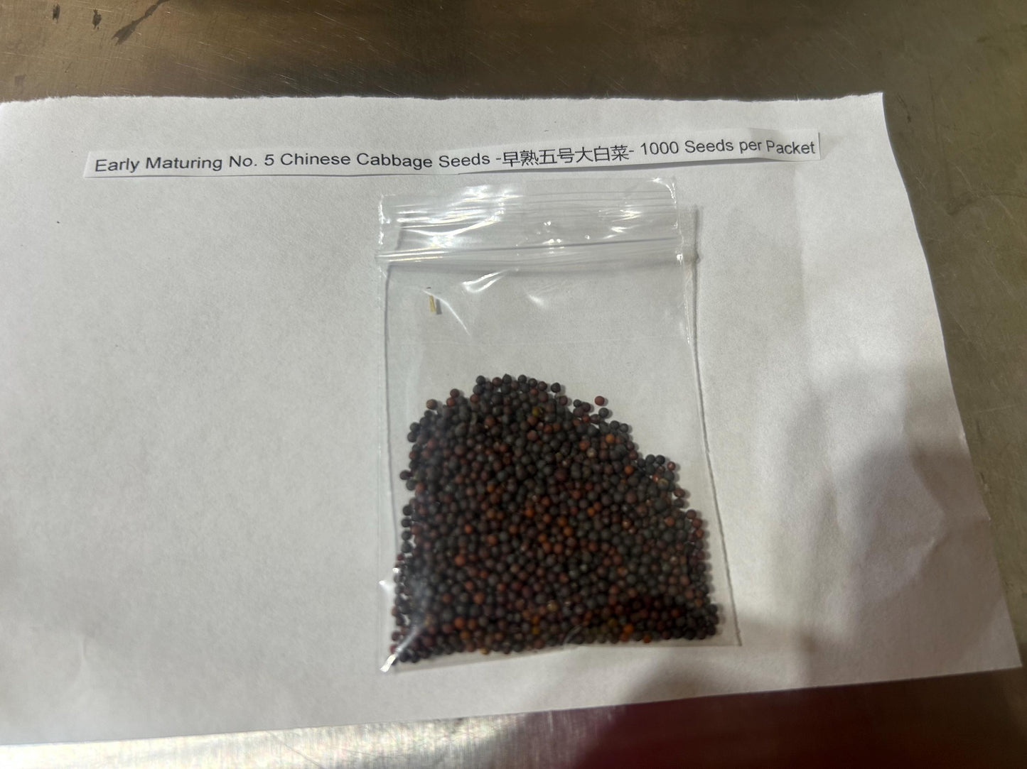 Early Maturing No. 5 Chinese Cabbage Seeds -早熟五号大白菜- 1000 Seeds per Packet