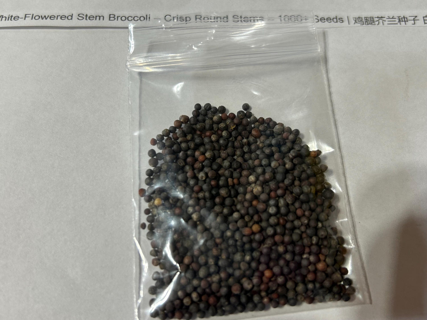 Chinese Kailan Seeds – White-Flowered Stem Broccoli – Crisp Round Stems – 1000+ Seeds | 鸡腿芥兰种子 白花粗茎 清脆圆润 高产多采