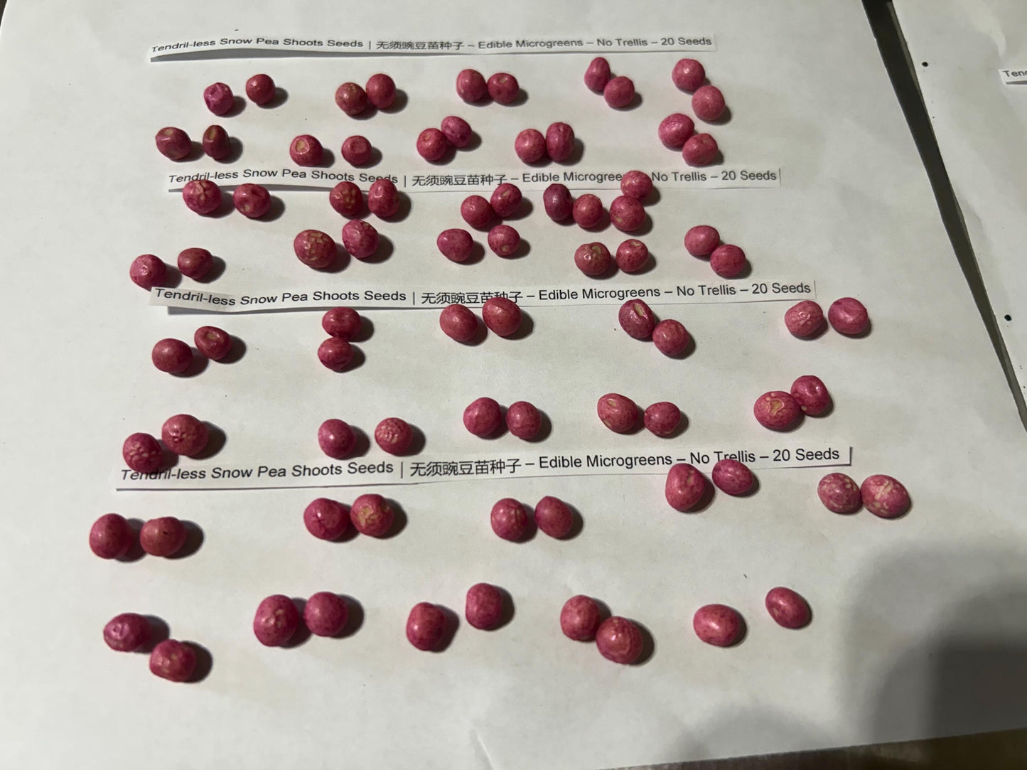 Tendril-less Snow Pea Shoots Seeds｜无须豌豆苗种子 – Edible Microgreens – No Trellis – 20 Seeds