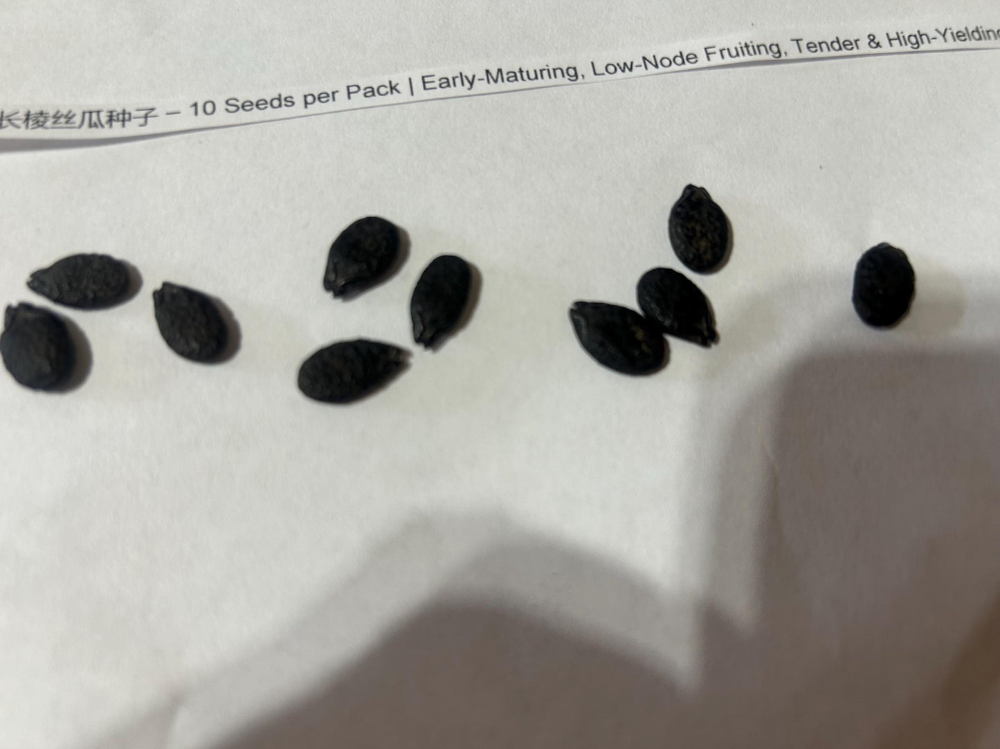 Long Ribbed Luffa Seeds / 长棱丝瓜种子 – 10 Seeds per Pack | Early-Maturing, Low-Node Fruiting, Tender & High-Yielding