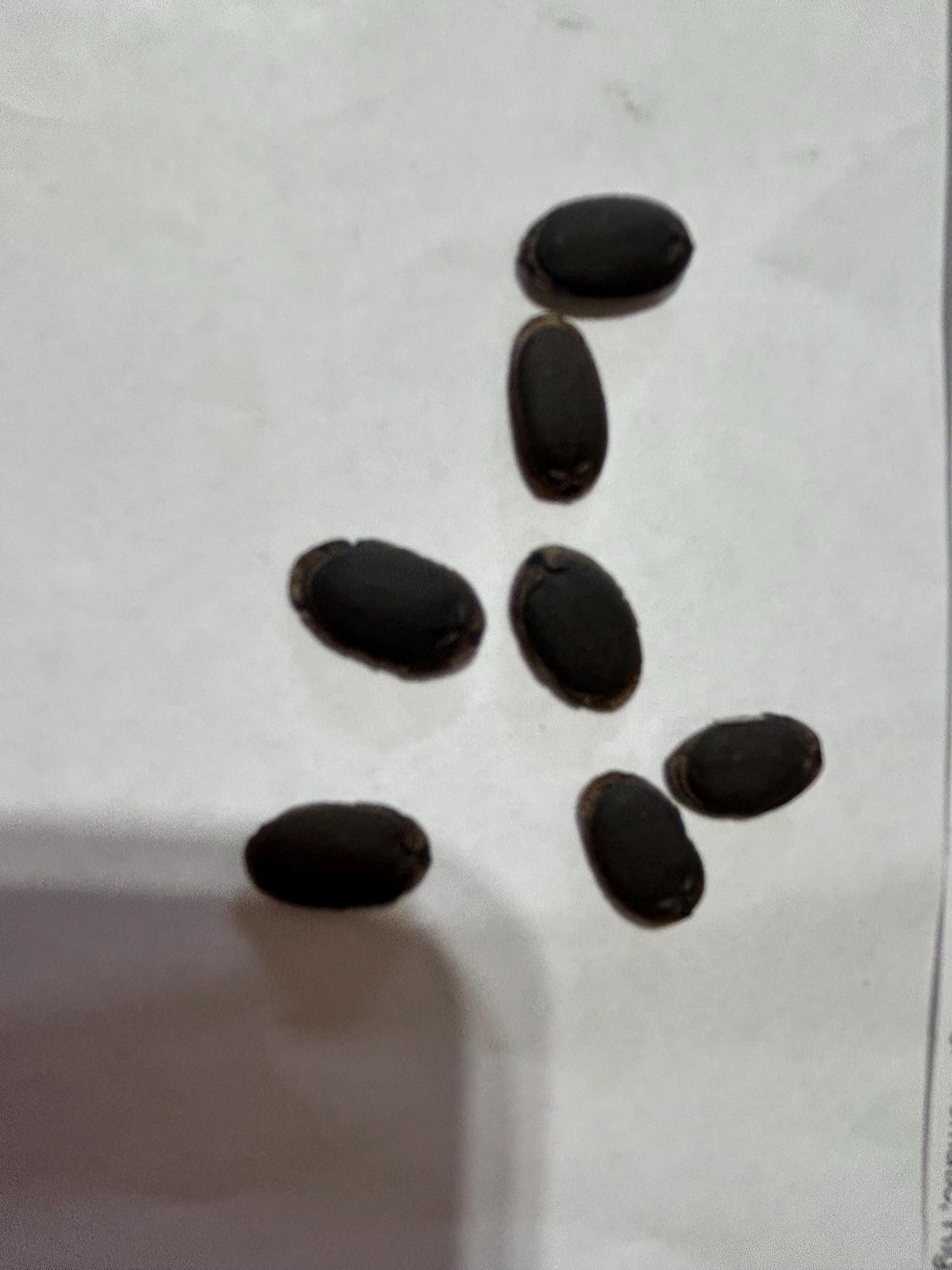 Long Fragrant Luffa Seeds / 长香丝瓜种子 – 7 Seeds per Pack | Early-Maturing, Aromatic, High-Yielding & Tender Textur