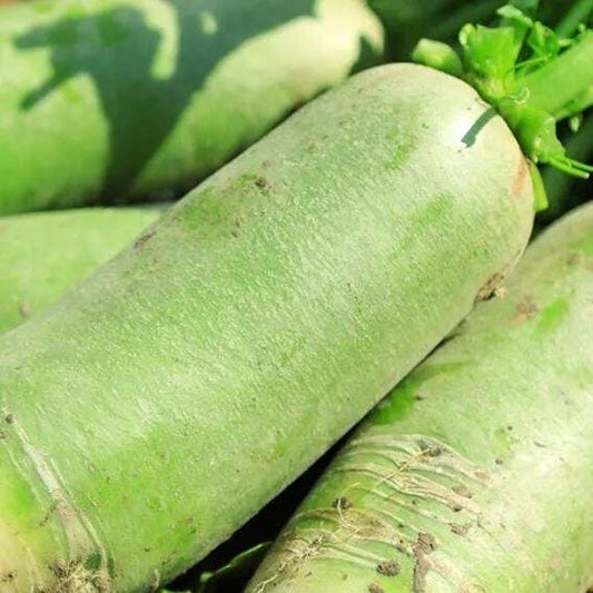 Sweet Crisp Green Radish Seeds – 100 Seeds | Homegrown Asian Heirloom | 甜脆里外青萝卜种子