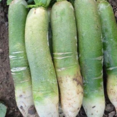Sweet Crisp Green Radish Seeds – 100 Seeds | Homegrown Asian Heirloom | 甜脆里外青萝卜种子