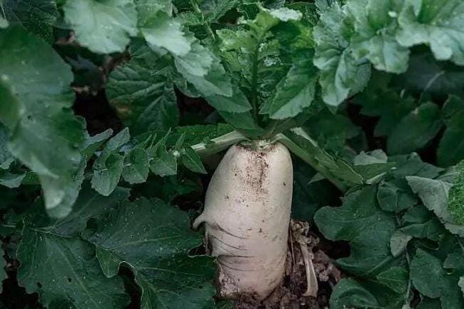 Baiyu Radish Seeds 100 Count | 白玉萝卜种子 | Sweet Crisp Asian Heirloom Radish