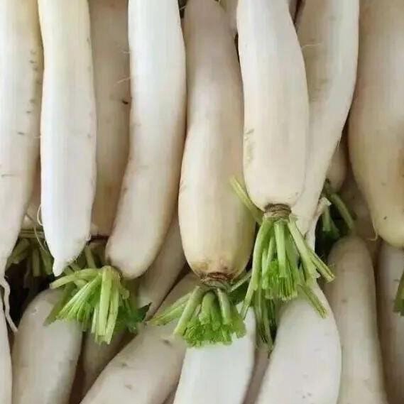 Baiyu Radish Seeds 100 Count | 白玉萝卜种子 | Sweet Crisp Asian Heirloom Radish