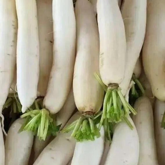 Baiyu Radish Seeds 100 Count | 白玉萝卜种子 | Sweet Crisp Asian Heirloom Radish