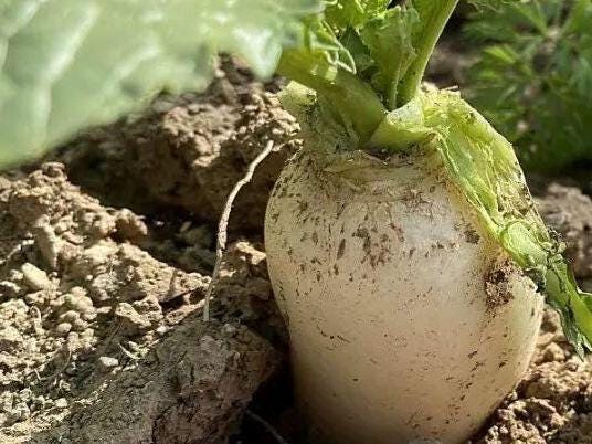 Baiyu Radish Seeds 100 Count | 白玉萝卜种子 | Sweet Crisp Asian Heirloom Radish